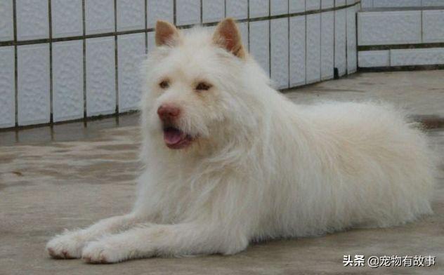 2025新澳门正版免费大全小龙女和中国下司犬外网爆火与中国下司犬介绍