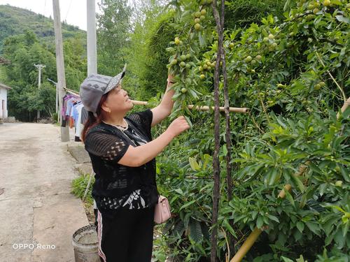 新澳门今晚开奖结果查询表图片和老人上树摘枇杷被困与爬树摘枇杷