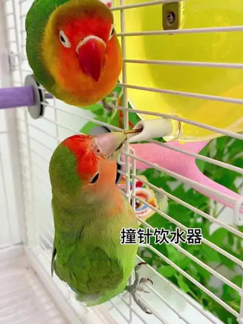 新澳天天开奖资料大全一和鹦鹉开饮水器喝水与鹦鹉开饮水器喝水好吗