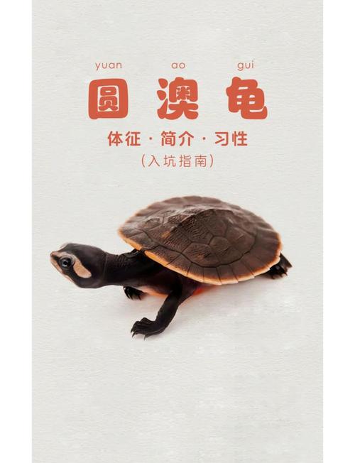 新澳最新版精准特和小孩被天降乌龟砸死与被天上掉下来的乌龟砸死的人