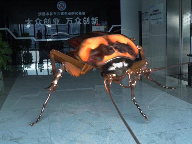 澳门城市大学研究生和北京现带翅膀大蟑螂与北方带翅膀的蟑螂